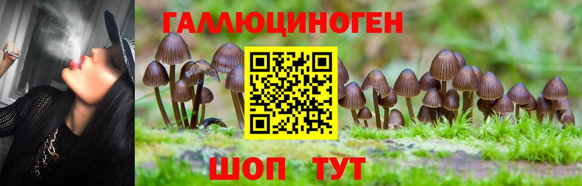 Псилоцибиновые грибы Psilocybe  Вход с VPN  Минусинск 